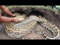Using high-tech snake detector to detect 2 largest golden pythons in the world
