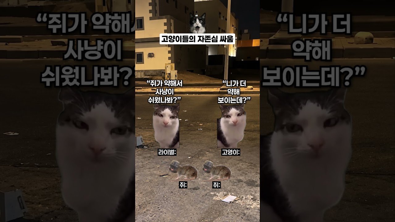 고양이들의 자존심 싸움 🐭