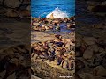 🌊🌞San-Diego California Vibes⛱️ #explorepage #amazing #nature #cute #wildlife #sealife #real #travel