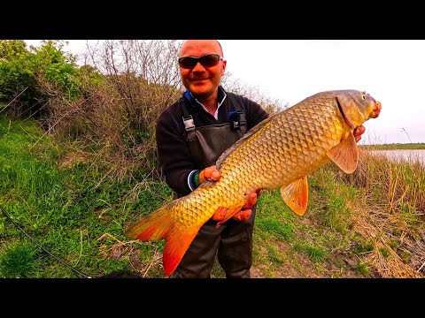 Видео: КОРОПОВА ТАРАНЬ  чорний коріандир