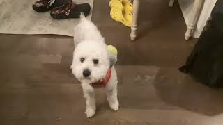 Oops I Farted Again Staring Quinn