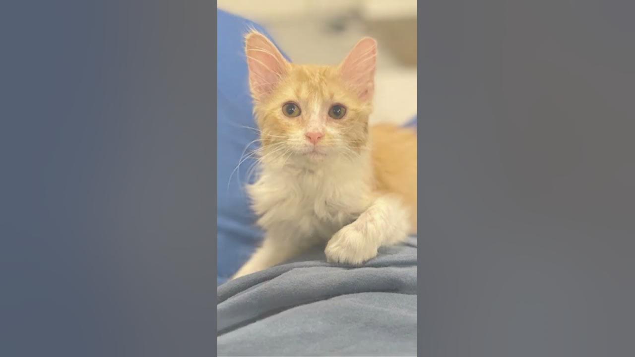 Meet DAS alum, Dill Pickle! YouTube