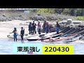 東の風強し 220430