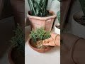 golden Cyprus plant Diy🌵 quick easy super fast growing 🪴 👨🏻🌾#homegardening #vairal #trending