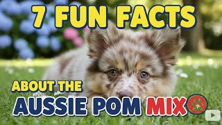 7 Fun Facts About the Australian Shepherd Pomeranian Mix (Australian Pomeranian Mix, Aussiepom)