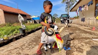 Boneka Domba Garutnya Gede, Bisa Di Tunggangin😅 ~ Fun With Sheep