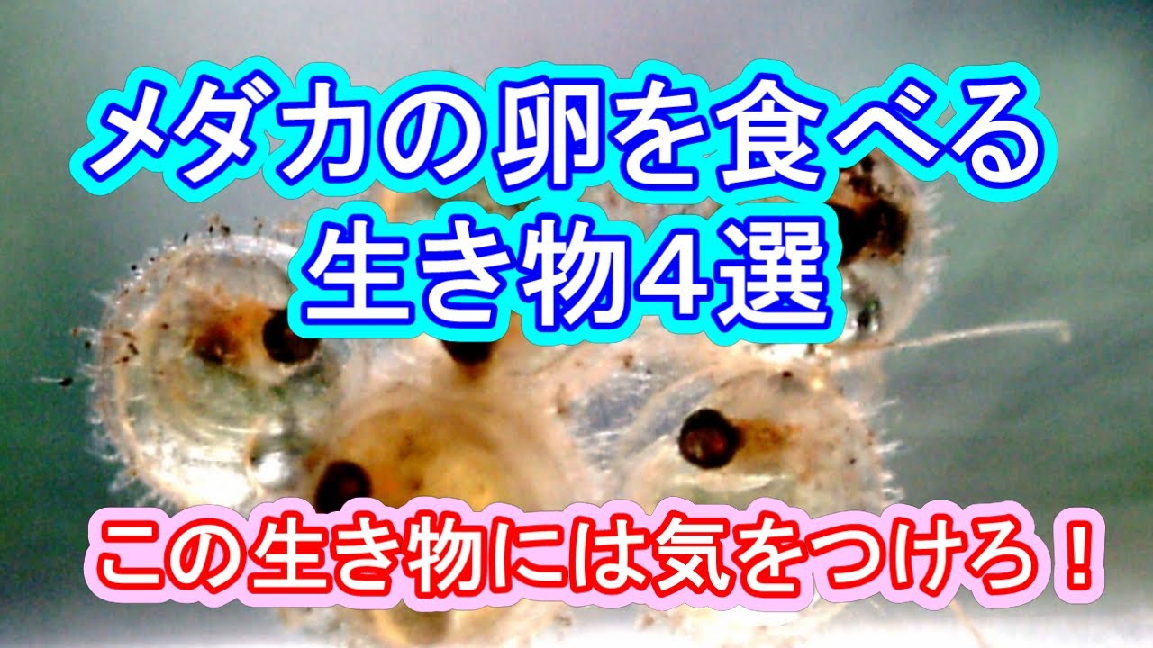 メダカの卵を食べる敵４選 これに気をつけよう 滋賀県のメダカ販売店 めだか藁屋 高木正臣 Youtube