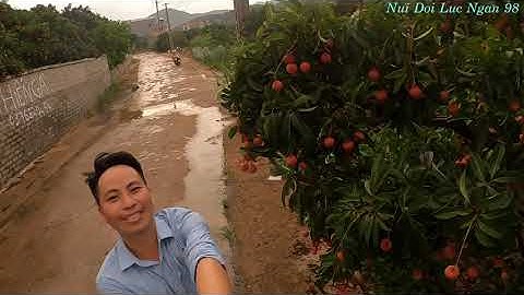 Xuyên Các Đồi Vải Thiều Hàng Nghìn Tấn - Lục Ngạn Bắc Giang