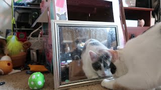 Cat sees her own reflection