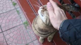 Istanbul Street Cats Stray Cat In The Neighboorhood Making So Cute Noises Loves To Play