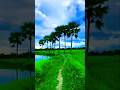 পুকুরপারের... তালগাছ.. গুলো... অনেক... সুন্দর.....!!!! ""