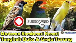 MASTERAN KOMBINASI GREJA TARUNG, TENGKEK BUTO & KENARI JEDA RAPAT 8-10 DETIK - MASTERAN PILIHAN