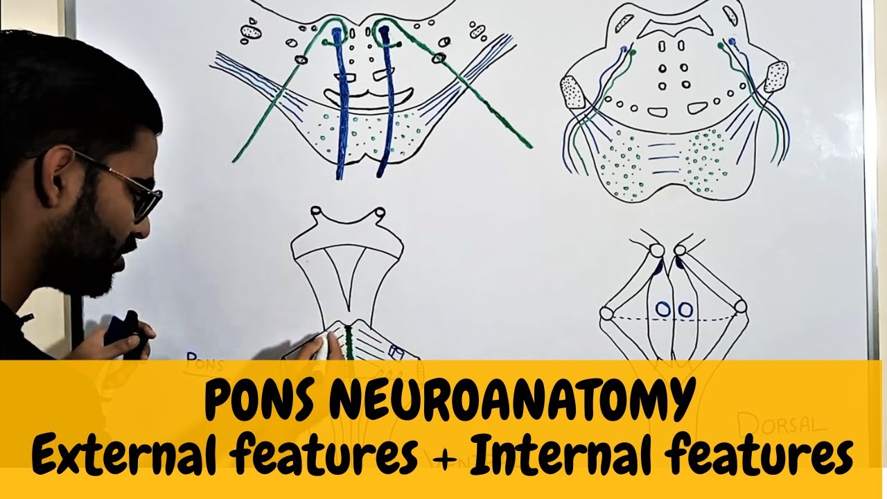 PONS ANATOMY |BRAINSTEM NEUROANATOMY -3 - YouTube