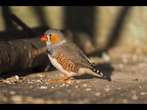What is the best finch for beginners - YouTube