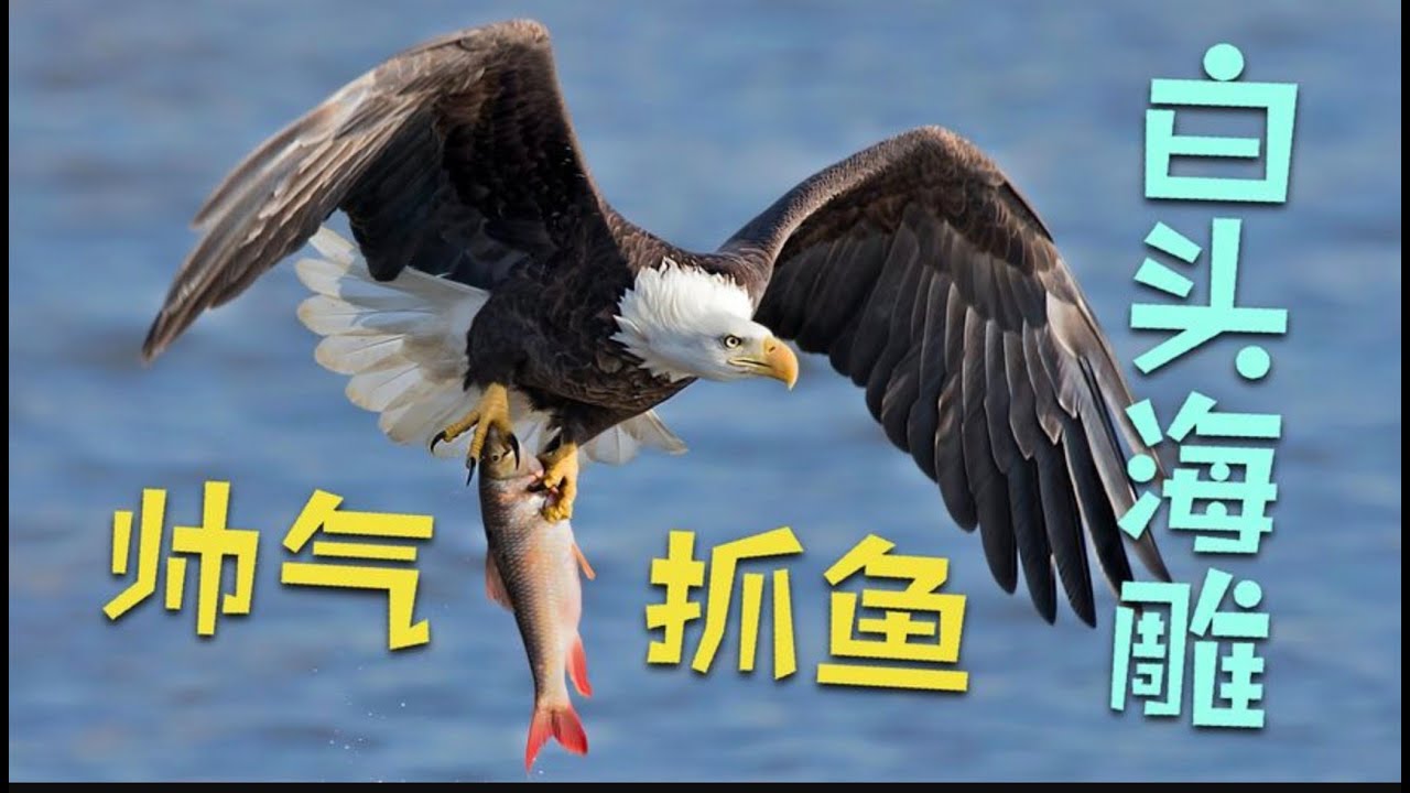 白头海雕捕鱼时潇洒帅气 失误落水蝶泳扑腾上岸变落汤鸡(下) - YouTube