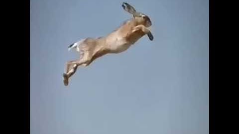 Flying rabbit caught on Google Maps/Google Earth Meme
