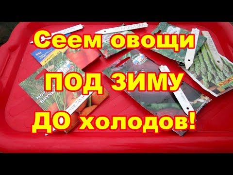 Сеем морковь под зиму до холодов супер способом!