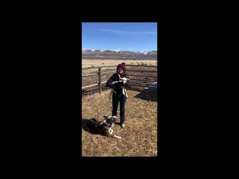 Purina UltraFresh Lamb
