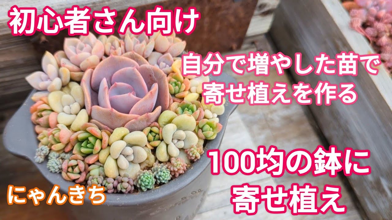 Succulents] Even beginners can make them 😊 Plant your own