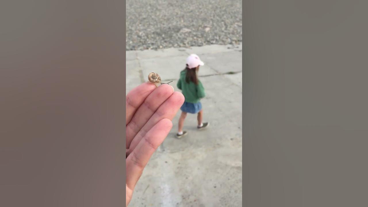 Do Snails Bite Humans ? Shorts YouTube