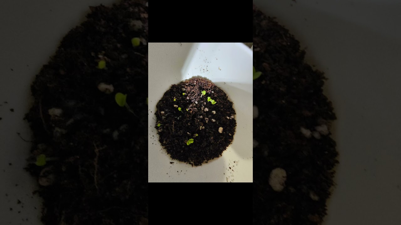 의료 독점은 록펠러의 함정  (닥터에르 언능 사시오)