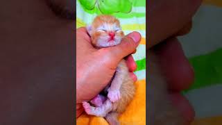 SLEEP WELL MY DEAR #shorts #funnykitten #funnycat #catlovers #cutekitten