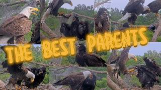 Winter Park  Eagle Cam **For Their Little Warrior… Wink & Atlas Bring Hope and Food ** 2026/03/29