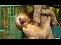 Cute Baby Sloths in Costa Rica