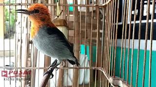 Bikin PLECI Cepat NGALAS Nembak Dengan Suara Kemade Crewet GACOR