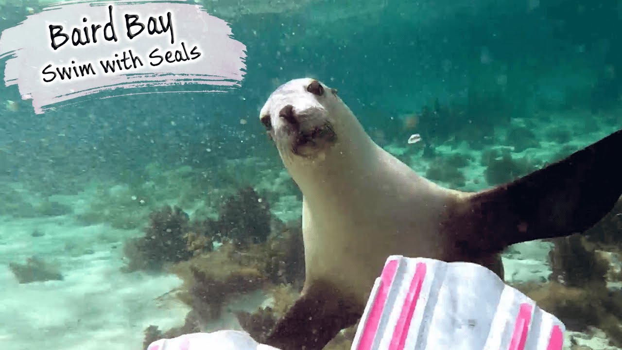 ⁣E99 - Swimming With Curious and Playful Seals, Baird Bay