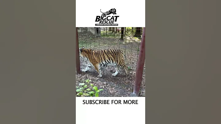 Watch the video about Bengal Tiger Hungry for a Snack