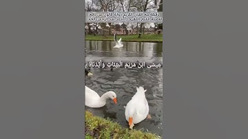 #تلاوة_خاشعة لفضيلة الشيخ المقرئ د. أحمد عبد الرحمن الخجا برواية قالون #اكسبلور #المصحف