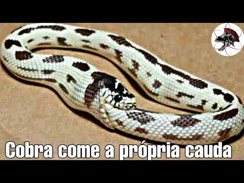 Vídeo: Por Que As Cobras Mordem A Própria Cauda?