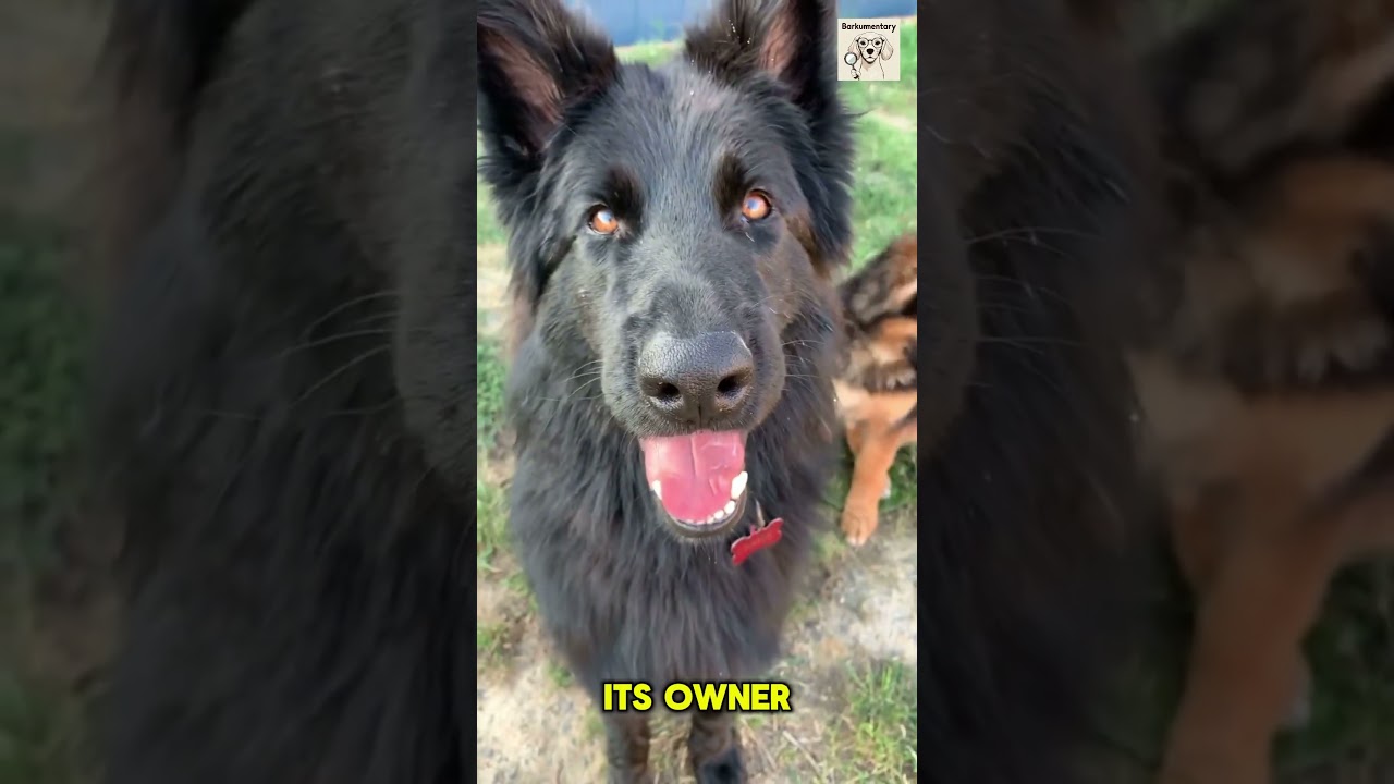 Dogs can actually fall in love. Yep, like rom-com love 