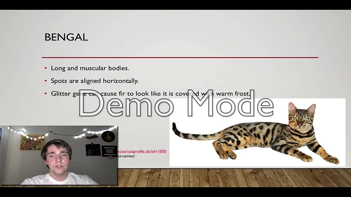 Video 7222931: tabby american shorthair cat, american shorthair silver tabby, shorthair cat pet