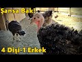 HindiLerden 4'ü dişi 1'i erkek çıktı!-Rukiye Beni Hırpalıyor !#Tekirdağ#civciv#tavuk#hindi#ördek