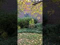 #lawncare #ihavethisthingwithplants #landscaping
