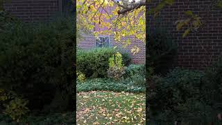 #lawncare #ihavethisthingwithplants #landscaping