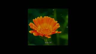 Saphira 16 khraw Umdor Song khasisong s