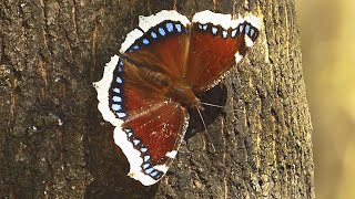 The mourning cloak/The Camberwell beauty - Babočka osiková (Nymphalis antiopa)