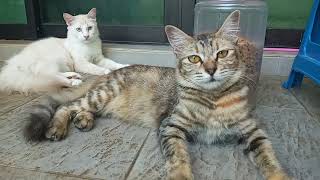 Cats & kittens are 738 & 655 & 554 & 537 &489 & 413 & 298 & 260 & 160 &30&15&9&320 &254 &152 &118