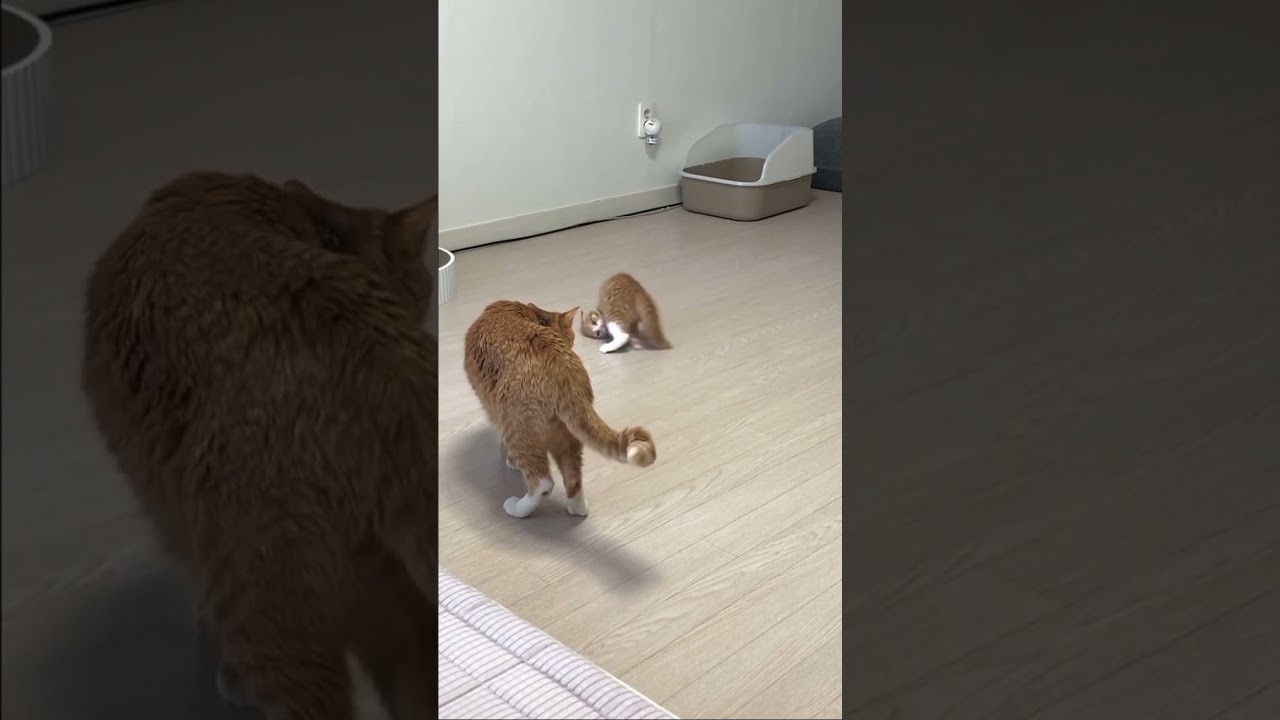 Animals drollery and funny 😹 54 - Funny animals and cats 