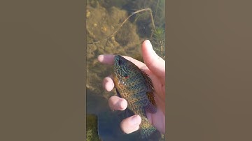 Hatch Outdoors #oneflyfitsall Photo Contest "Smokin Release" Submission @Ellie_leafgren