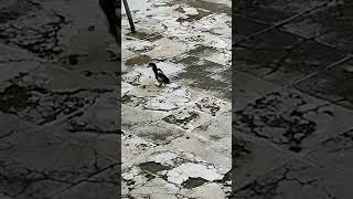 Download Lagu Ayam kawin penguin #music #bass #bassboosted #beauty #humor #shortvideo #fyp MP3