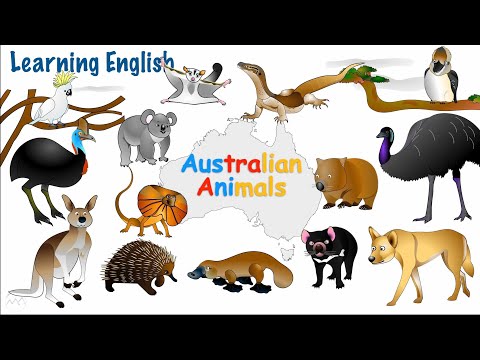 Australian Animals Name