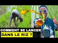 Comment se lancer dans le riz 