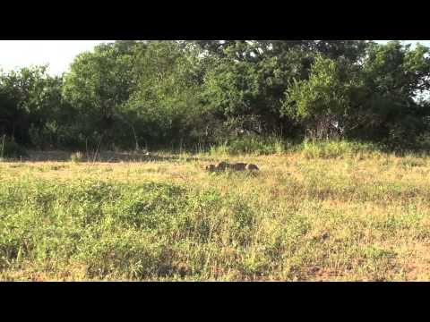 Lions hunting warthogs at Pondoro Game Lodge in Greater Kruger Park
