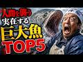 川に落ちたら終わり…人間を襲う実在する巨大魚TOP5【ゆっくり解説】