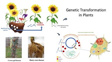 Genetic Transformation - Overview of Agrobacterium mediated gene transfer - Part I