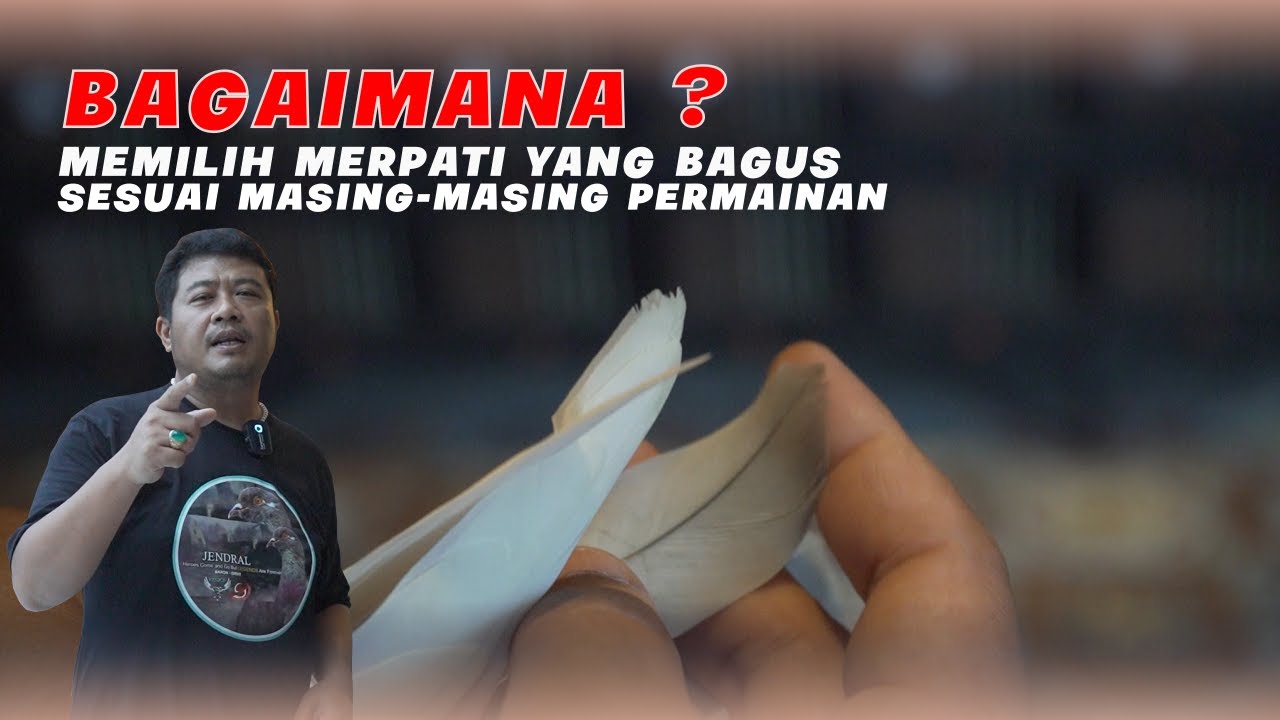 BAGAIMANA ? MEMILIH MERPATI YANG BAGUS SESUAI MASING-MASING PERMAINAN 🔥